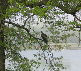 Wildlife at Comfort Lake & Little Comfort Lake